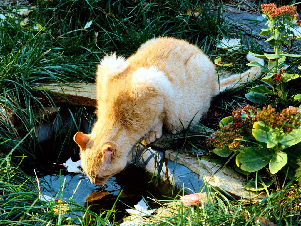 Takin' a Break, Domestic Shorthair